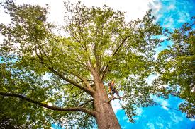 Best Fruit Tree Pruning  in Squirrel Mountain Valley, CA