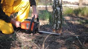 Best Seasonal Cleanup (Spring/Fall)  in Squirrel Mountain Valley, CA