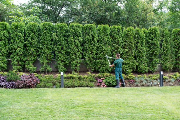 Best Sod Installation  in Squirrel Mountain Valley, CA