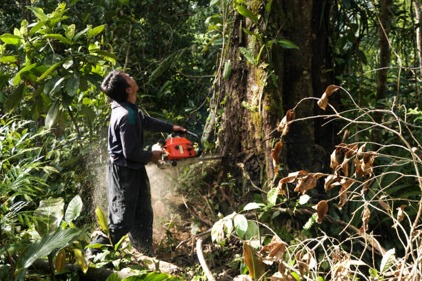 How Our Tree Care Process Works  in  Squirrel Mountain Valley, CA