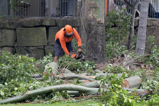 Best Storm Damage Tree Cleanup  in Squirrel Mountain Valley, CA