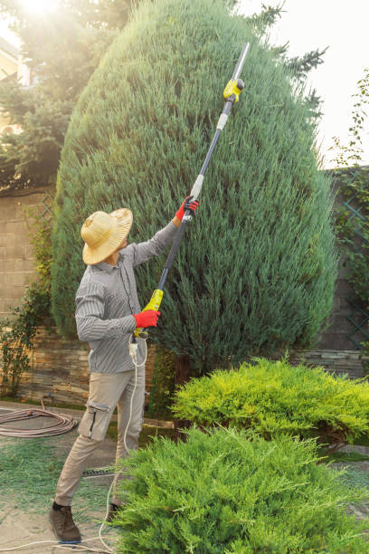 Best Tree Disease Treatment  in Squirrel Mountain Valley, CA