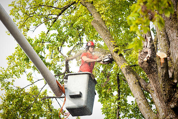 Best Stump Grinding and Removal  in Squirrel Mountain Valley, CA