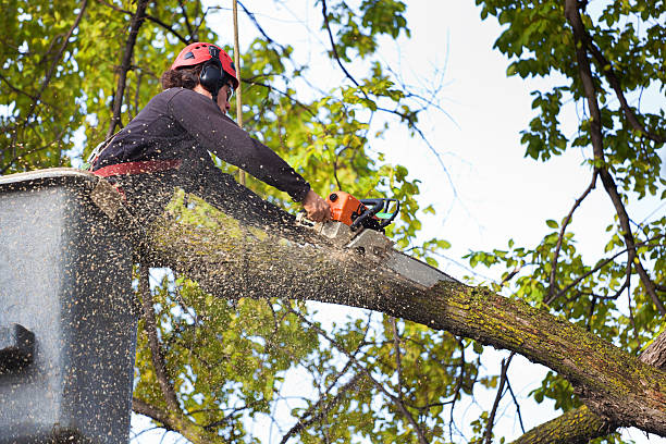 Professional Tree Removal in Squirrel Mountain Valley, CA
