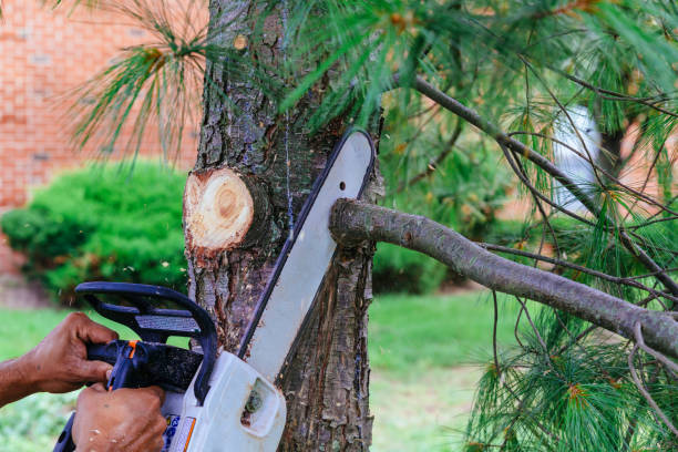 Best Emergency Tree Removal  in Squirrel Mountain Valley, CA